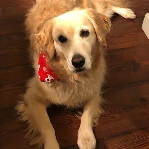 Meet your Posher, Suzi